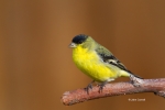Lesser-Goldfinch;Spinus-psaltria